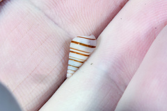 Pyramidella dolabrata