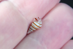 Pyramidella dolabrata