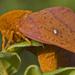 Florida Oakworm Moth - Photo (c) Richard  Crook, some rights reserved (CC BY-NC-SA)
