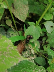 Dysschema leucophaea