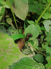 Dysschema leucophaea