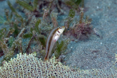 Rosy Razorfish photo 4