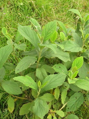 Varronia cylindrostachya