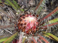 Protea scabriuscula