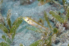 Rosy Razorfish photo 5