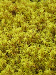 Leptodontium