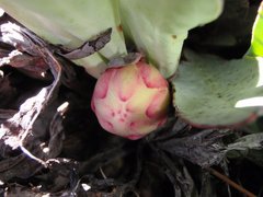 Protea laevis
