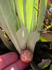 Protea laevis