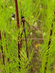Pelecinus thoracicus