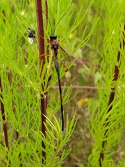 Pelecinus thoracicus