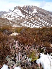 Protea laevis
