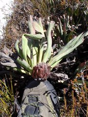 Protea laevis