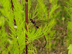 Pelecinus thoracicus