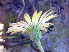 Gerbera crocea