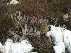 Protea laevis