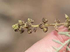 Ambrosia tomentosa