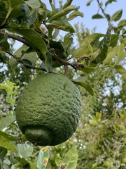 Citrus × pyriformis