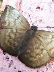 Achlyodes pallida