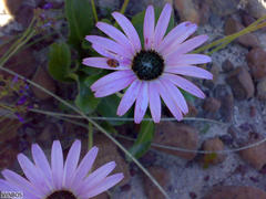 Gerbera crocea