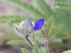 Lupinus kingii