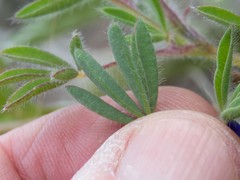 Lupinus kingii