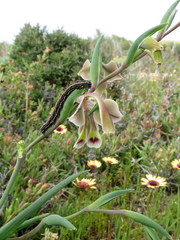 Gladiolus orchidiflorus