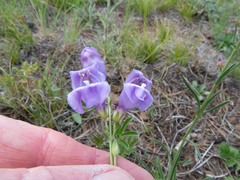 Penstemon putus