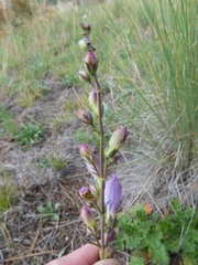 Penstemon putus