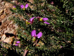 Polygala teretifolia