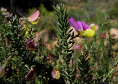 Polygala teretifolia