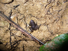 Hyloxalus sauli
