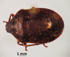 Holcostethus macdonaldi