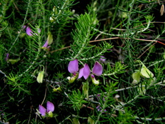 Polygala teretifolia