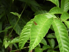 Oriens paragola