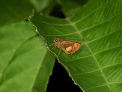 Oriens paragola