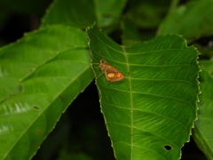 Oriens paragola