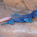 Anderson's Rock Agama - Photo (c) Roberto Sindaco, some rights reserved (CC BY-NC-SA), uploaded by Roberto Sindaco