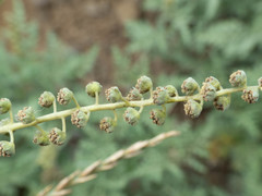 Ambrosia tomentosa
