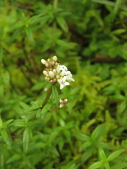 Galianthe bogotensis