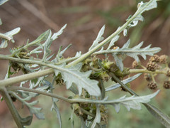 Ambrosia tomentosa