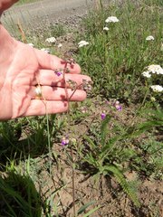 Mirabilis melanotricha