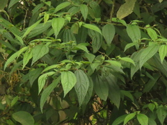 Boehmeria celtidifolia