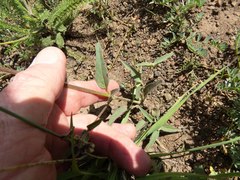 Mirabilis melanotricha