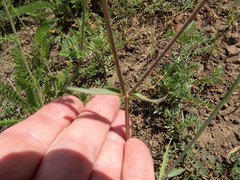 Mirabilis melanotricha