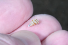 Pyramidella dolabrata