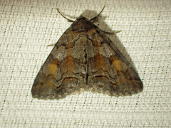 Zale duplicata