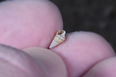 Pyramidella dolabrata