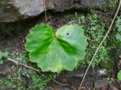 Begonia uniflora