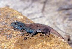 Acanthocercus yemensis