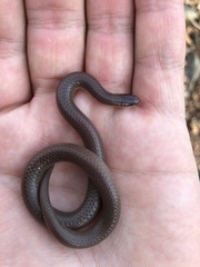 Carphophis amoenus amoenus